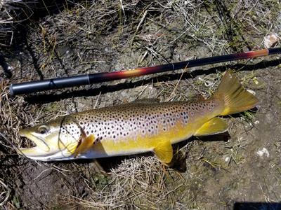 Largest brown to date