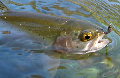 blue-sakasa-variant-trout.jpg