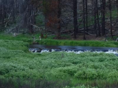 Bear Creek Beaver Pond