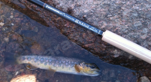 Hane tenkara rod and brown trout Hane tenkara rod and brown trout