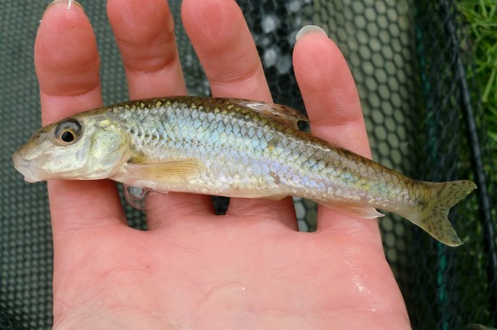 gudgeon thehugbot