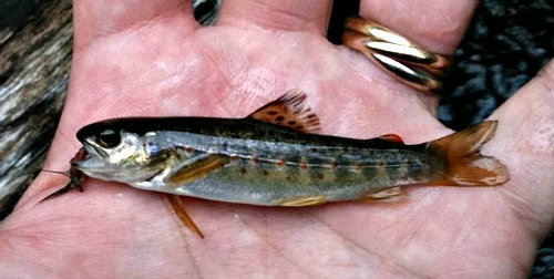 micro-fish-brown-trout-2.jpg