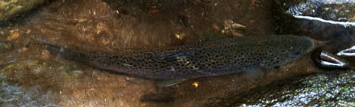 mosugo handled this 11' brown easily mosugo handled this 11' brown easily