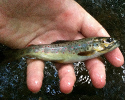 Small wild brown caught on Motsugo
