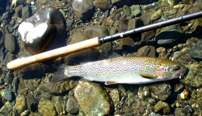 Typical Rainbow Trout for Vancouver Island mountain streams.