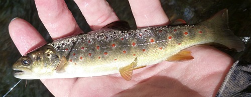 This brown reminds me of an Amago This brown reminds me of an Amago