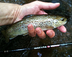 Brown trout caught on All Fishing Buy Wakata