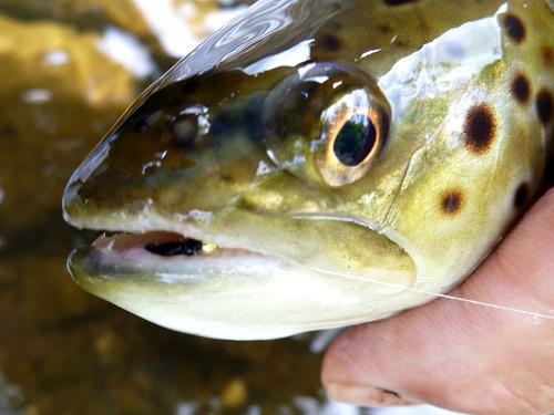 Brown trout with bead head black Killer Bugger in its mouth