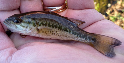 Angler holding small largemouth bass