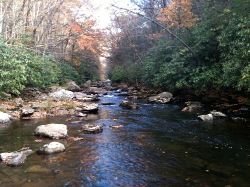 Narrow stream lined with mountain laurel