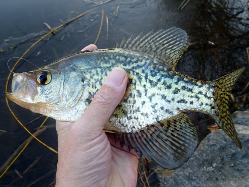 Angler holding black crappie