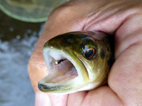 Small brown trout with size 26 bead head Killer Bugger