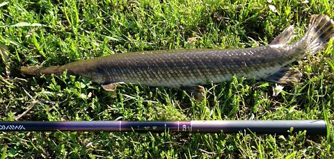 Gar caught with Daiwa Kiyose 43 M