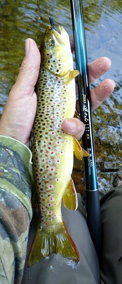 Angler holding brown trout and Nissin 2-Way 450ZX