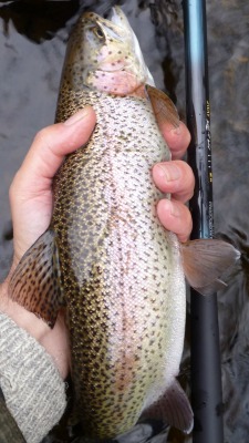 Angler holding large rainbow and Nissin 2way 450 ZX