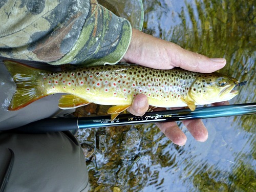 Brown trout with 2-Way 450ZX soft 中硬