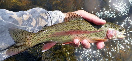 Angler holding nice rainbow trout