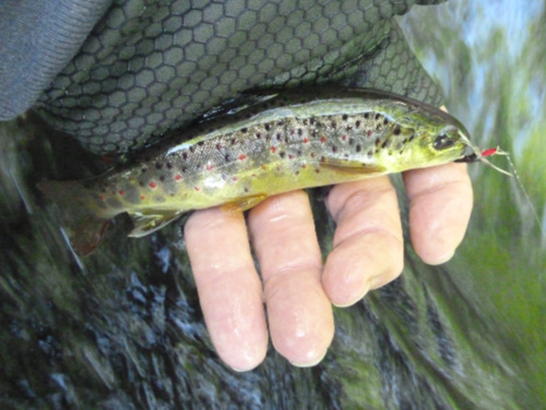 Angler holding small brown trout