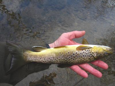 Nice Brown