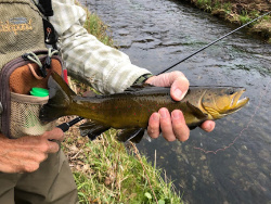 Angler holding brown trout