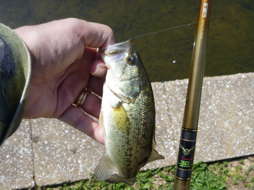 Angler holding small bass and Suntech GMR Special