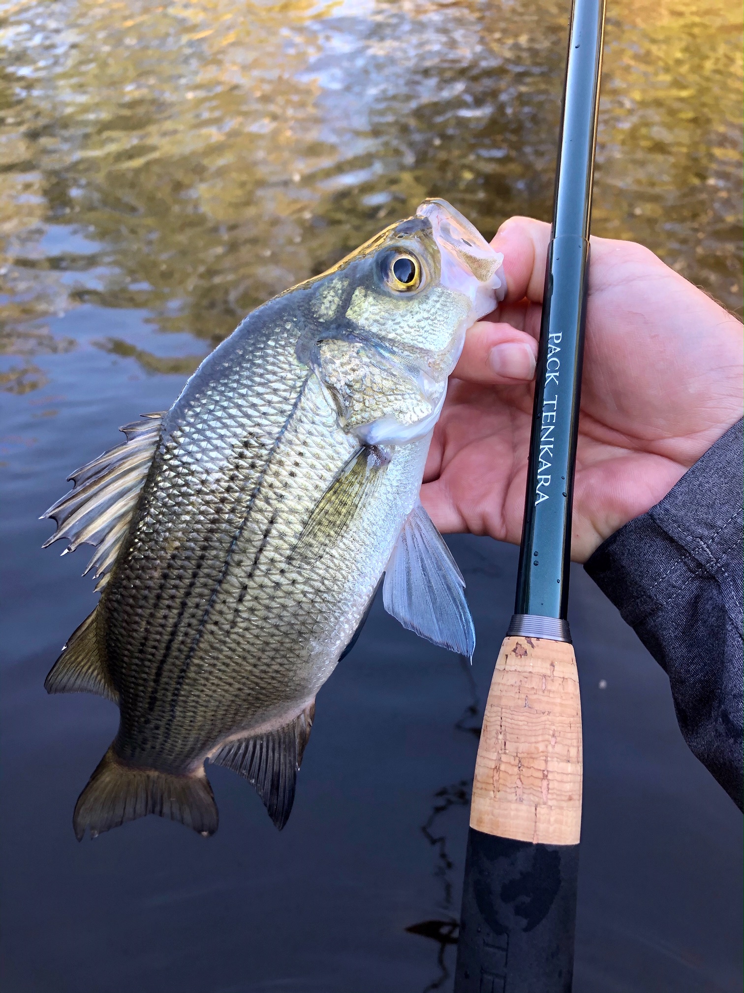 Angler holding White Bass and Pack Tenkara rod