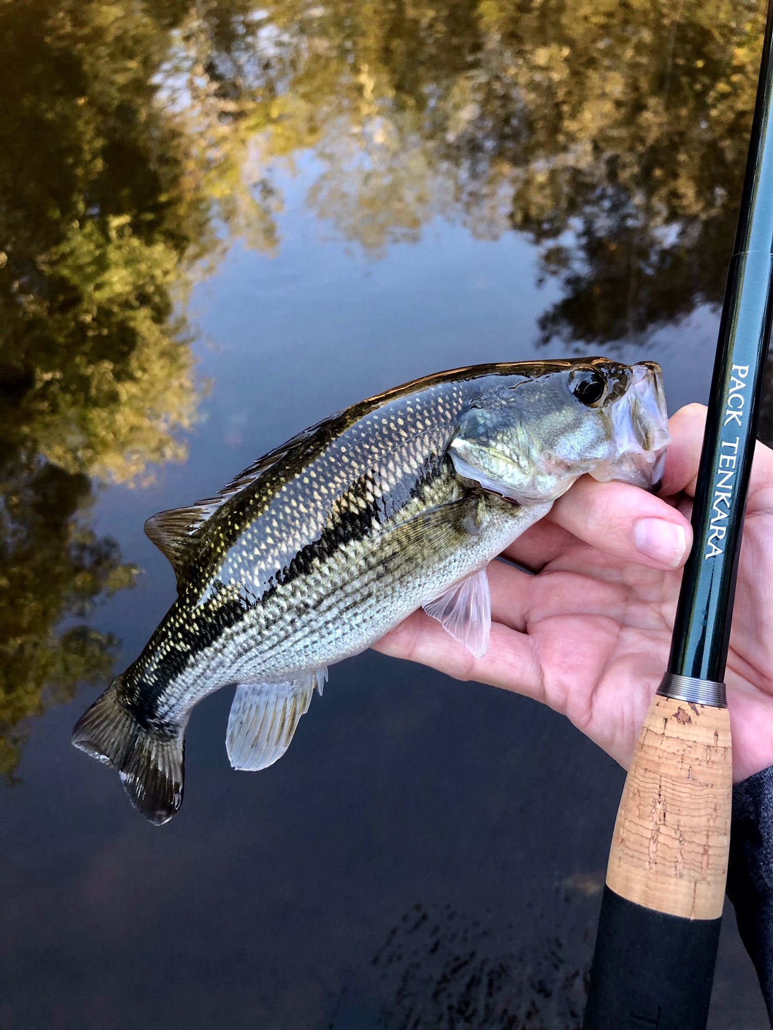 Angler holding small Largemouth bass and Pack Tenkara