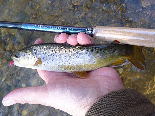 Angler holding small brown trout and Daiwa Master Tenkara rod