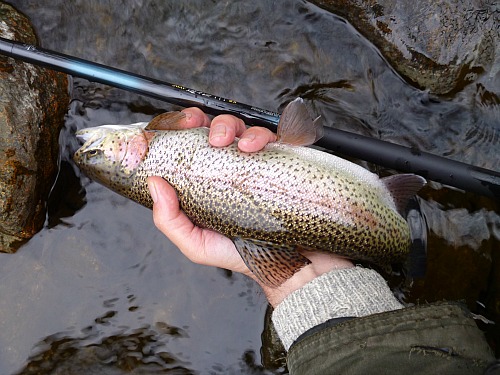 Angler holding rainbow trout and Nissin 450ZX