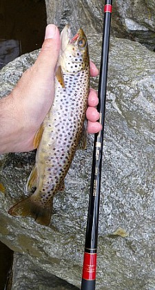 Angler holding brown trout and Nissin SP