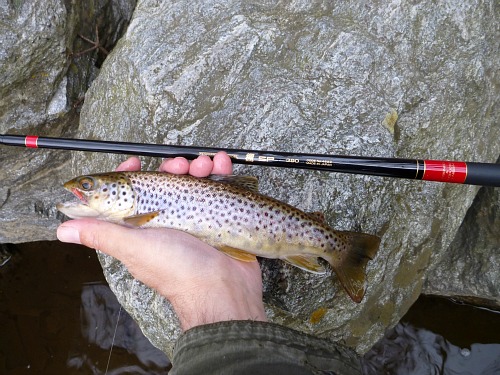 Anlger holding brown trout and Nissin SP