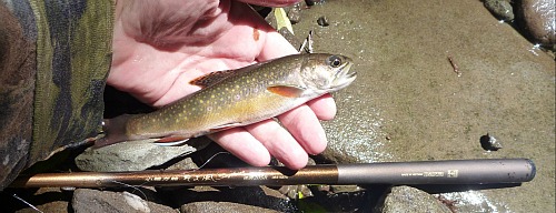 Angler holding brook trout above Daiwa Soyokaze rod