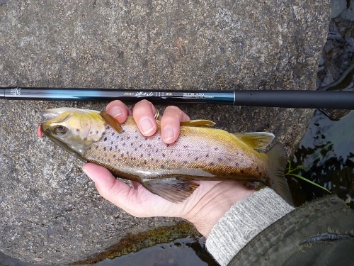 定番のお歳暮&冬ギフトの商品をすべ Tenkara Trip Reports バッグ
