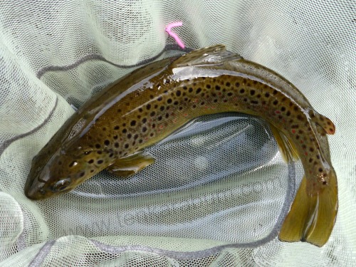 Brown trout in net with Overhand Worm