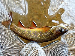 Brook Trout