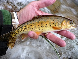 Cutthroat trout