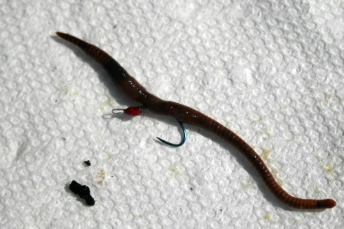 Red Wiggler Bait