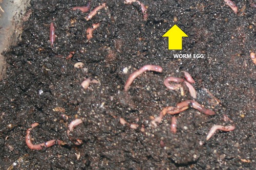 Worms and worm cocoon (incorrectly labelled a worm egg) in a worm bin.
