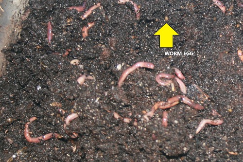 Red Wiggler Worms