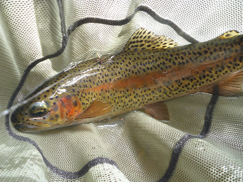 Rainbow trout in the net