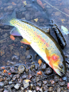 Cutthroat trout, showing yellow and pink colors