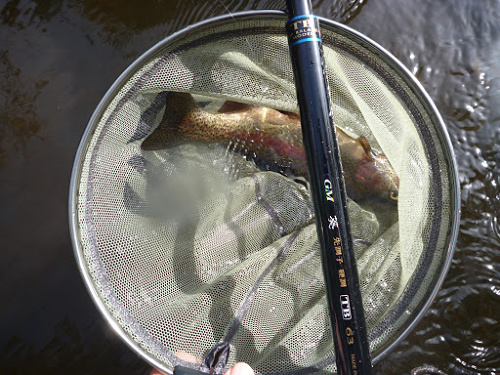 Suntech TB63, net and rainbow trout