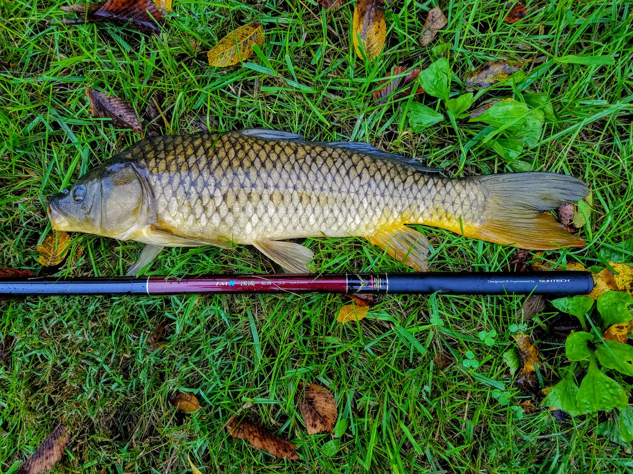 Suntech FMX Keiryu extra stiff and common carp.