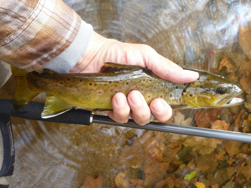 Angler holding brown trout alongside tenkara rod.