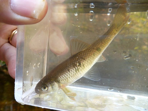 Common Shiner in photo box (plexiglass box filled with water).