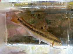 Creek Chub in 3x5 photo tank.