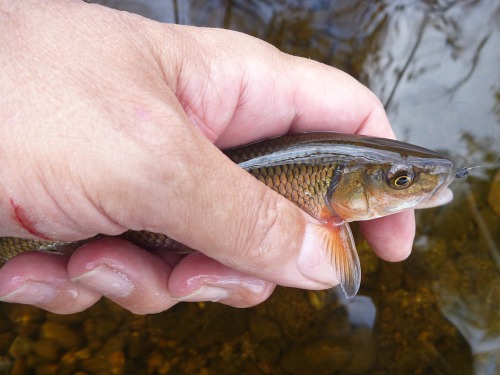 Angler holding small fallfish.