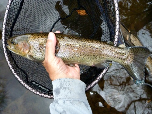 Angler holding rainbow trout.