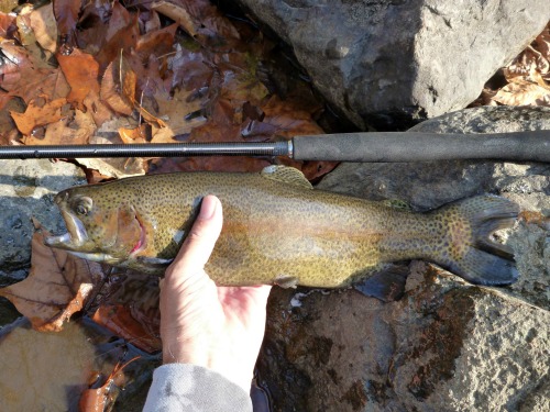 Angler holding rainbow trout alongside tenkara rod.