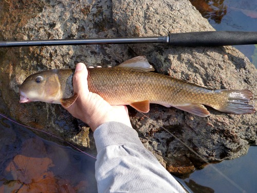 Angler holding white sucker alongside tenkara rod.